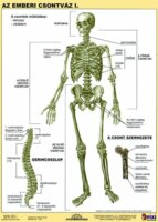 Stiefel "Az emberi csontváz" A4 Tanulói munkalap