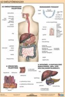 Stiefel "Az emésztőrendszer" A4 Tanulói munkalap