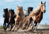 Trefl Vágtázó lovak - 1000 darabos puzzle