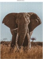 Ambassador Afrikai elefánt (Donal Boyd) - 1000 darabos puzzle